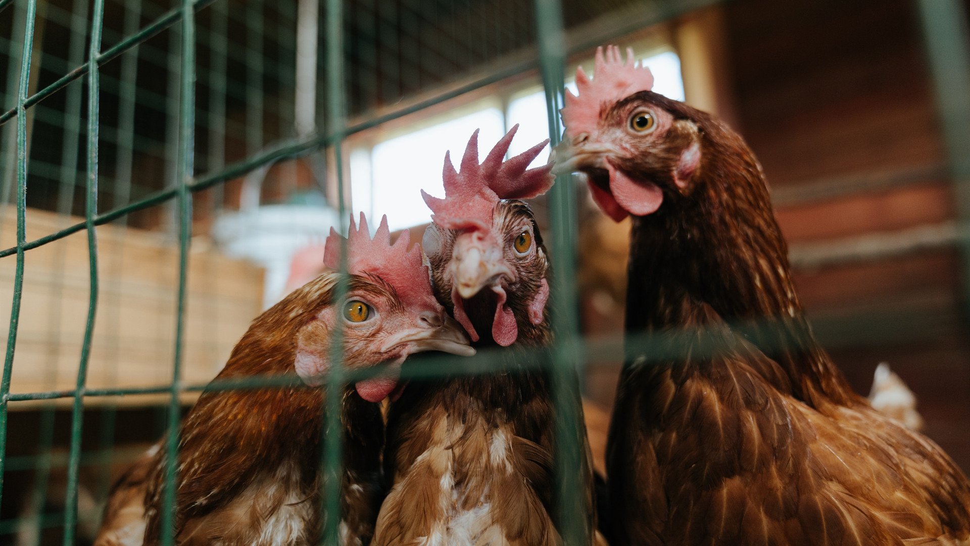 开云入口-从沙尘到冰雪：WRC面对极端环境的策略