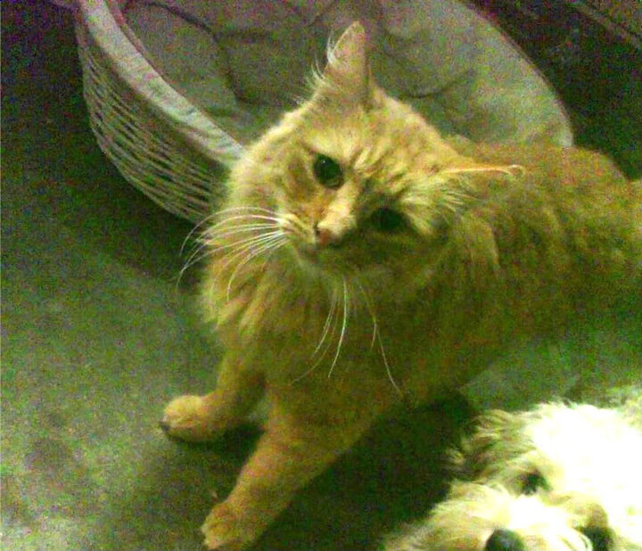 全息投影技术在电竞领域的应用:视觉冲击与沉浸式观赛,全息投影游戏设备