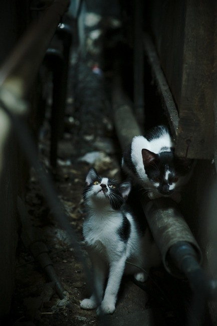 kaiyun体育app-后场突袭：精彩快攻引爆全场，后场百科