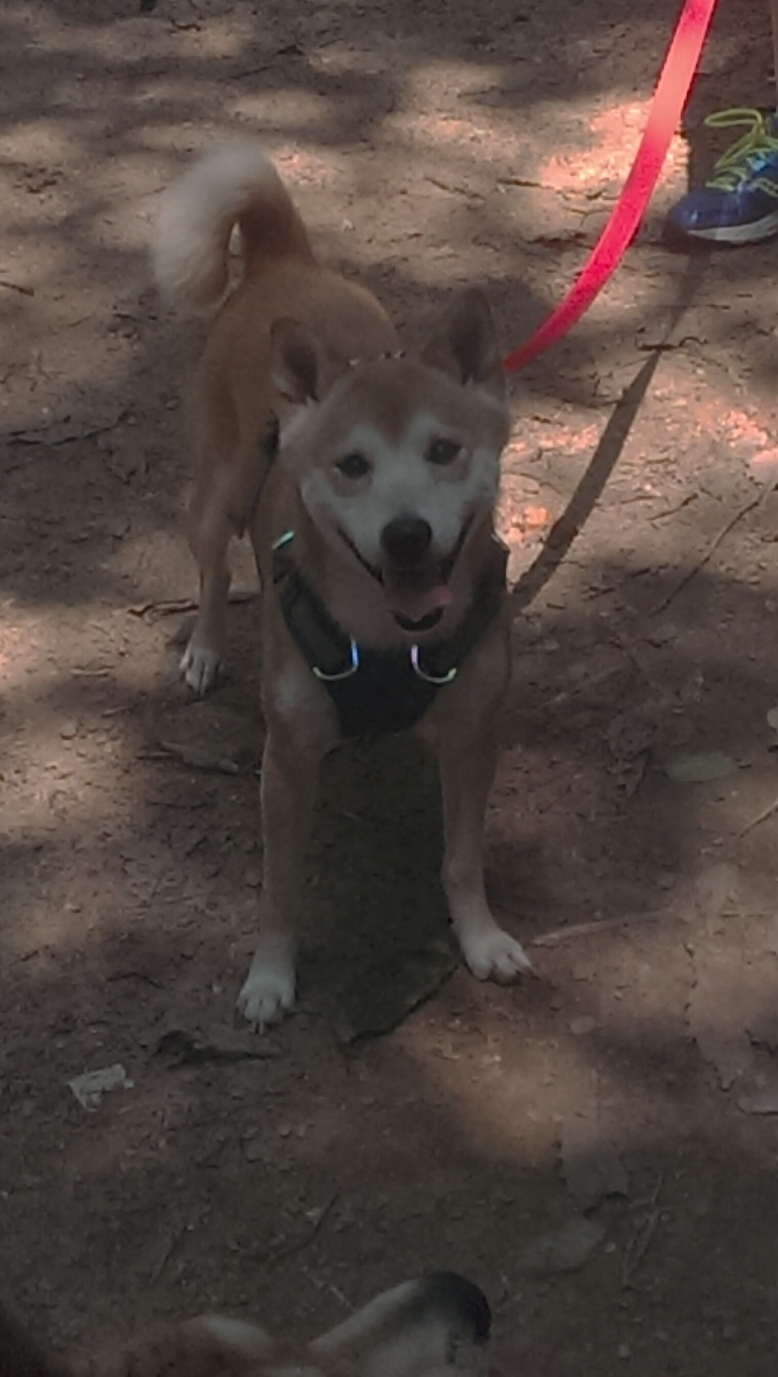 开云官网APP下载-皇马领跑西甲，巴萨紧追不舍，榜首大战一触即发，皇马和巴萨两队进行足球比赛,最后皇马5_3获胜