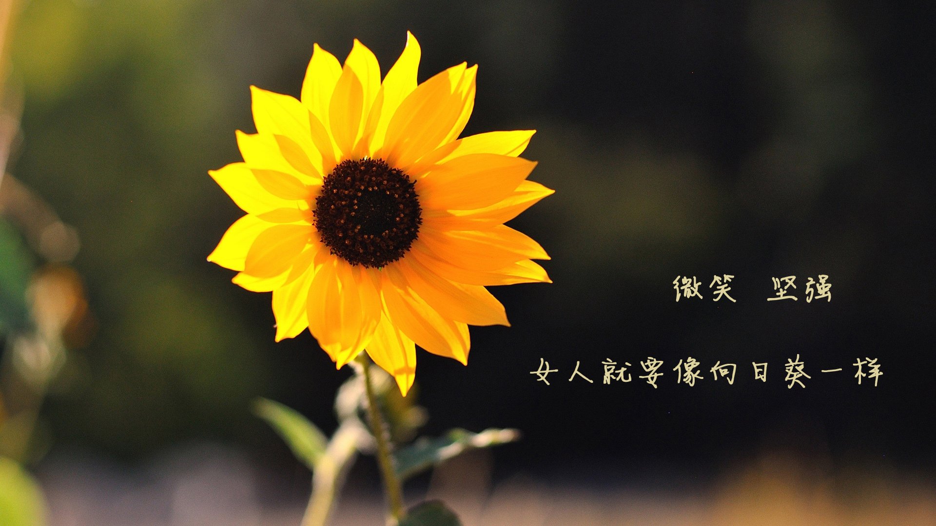 赛场“秀技”盛宴:突破、扣篮、助攻精彩瞬间一网打尽,秀球技啥意思