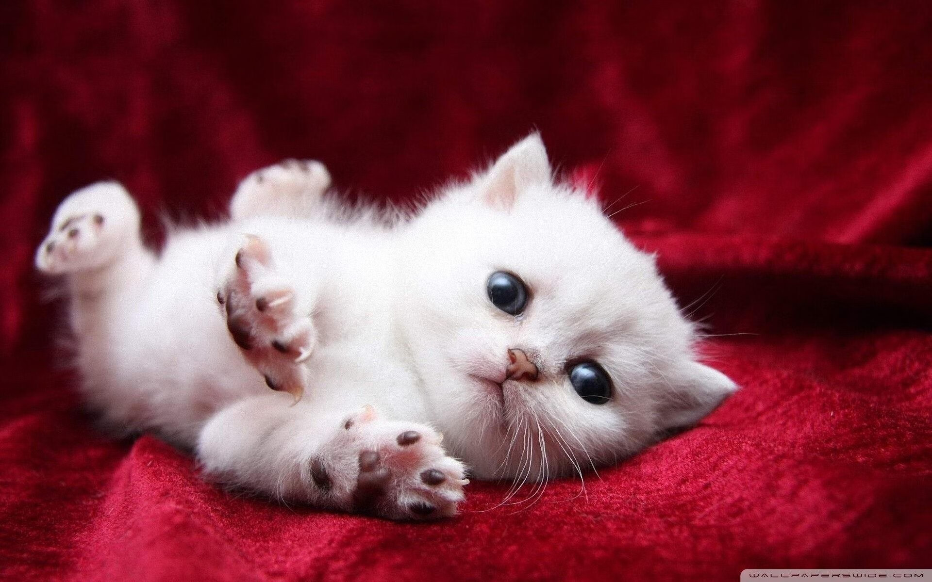 开云·体育官网APP下载-LCK新人选手崭露头角，lck新人选手崭露头角是谁