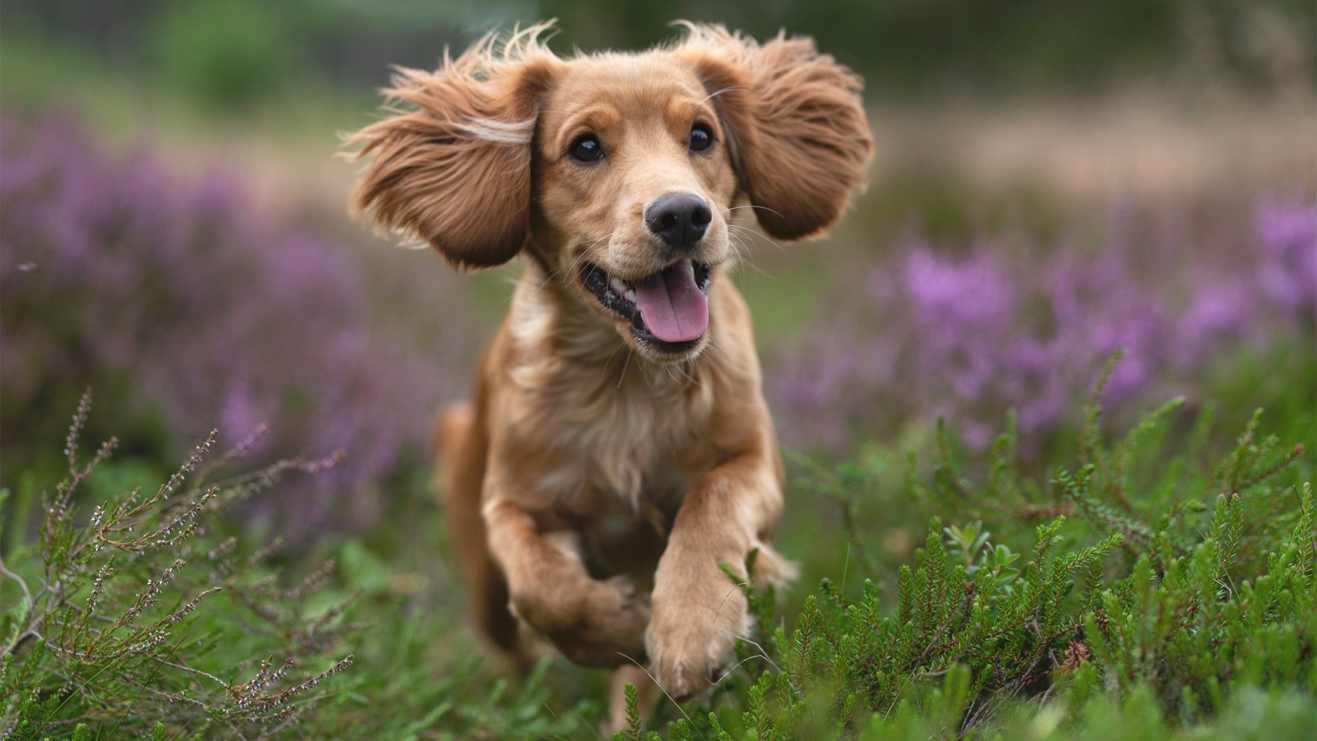开云体育APP下载-切尔西将面对埃弗顿的挑战，实力对比谁更胜一筹？，切尔西vs埃弗顿在线直播