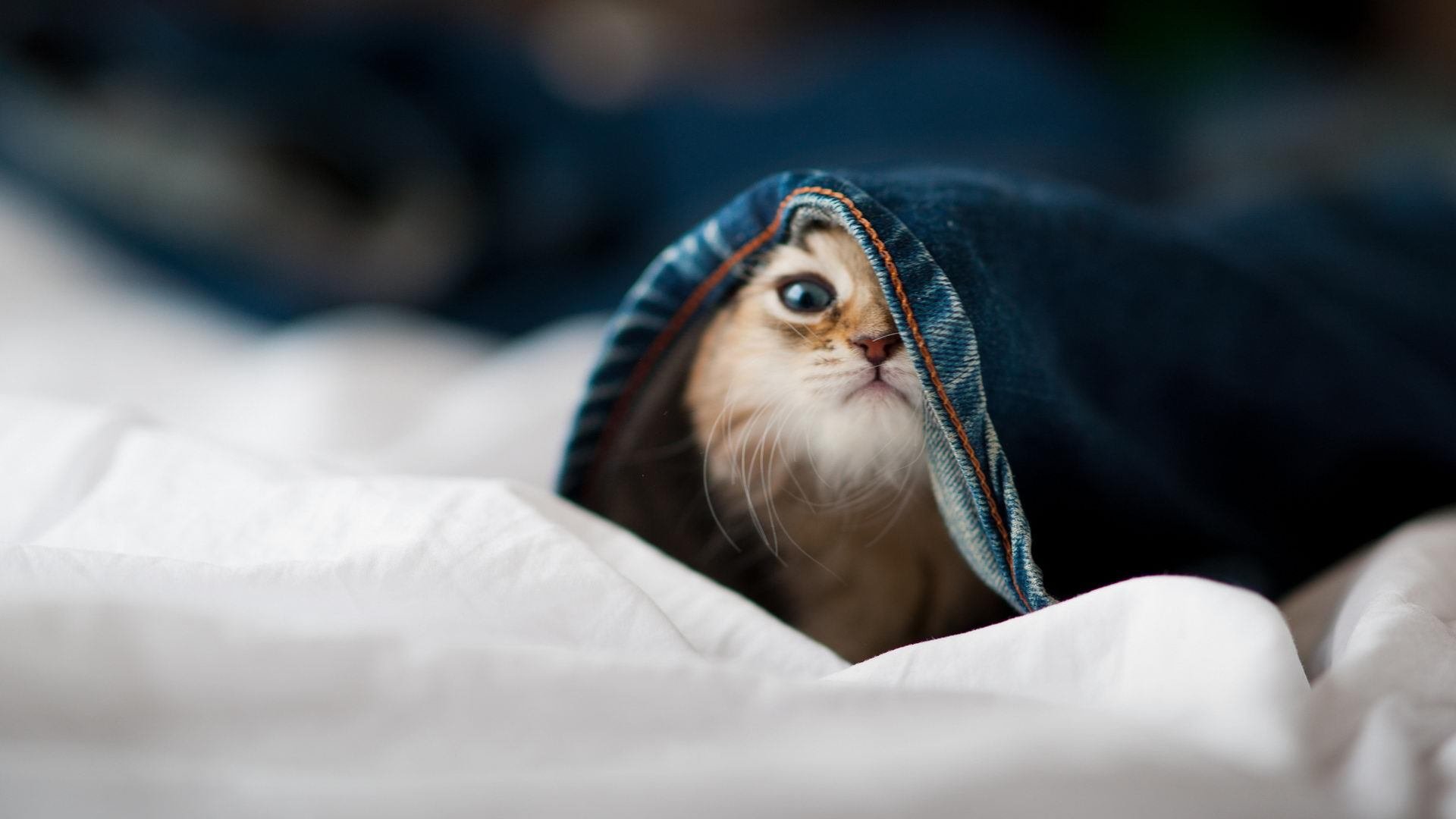 开云·体育全站登录地址-体育文化节丰富多彩传承创新，体育文化节活动