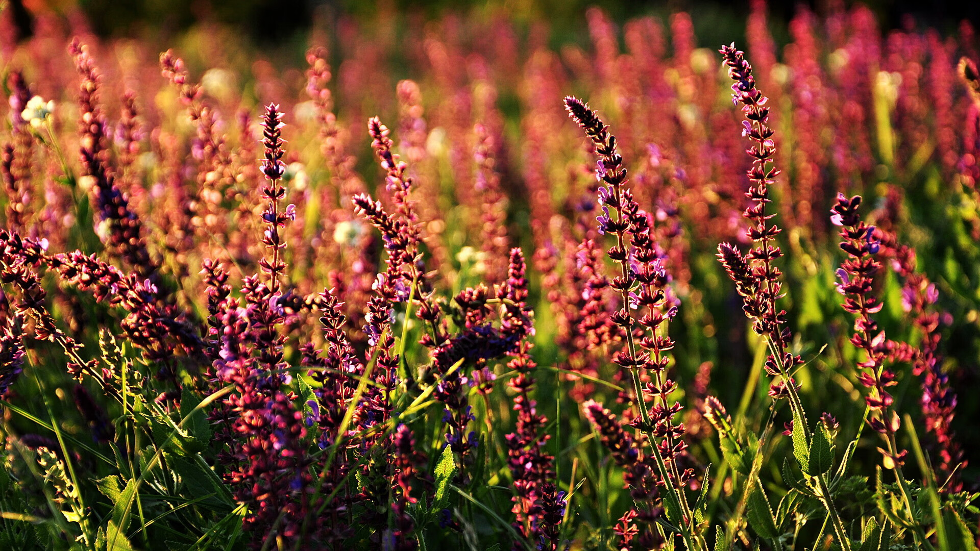 开云官方网站-印度队未来：加大资源投入，打造世界级乒乓球队伍，印度乒乓球员