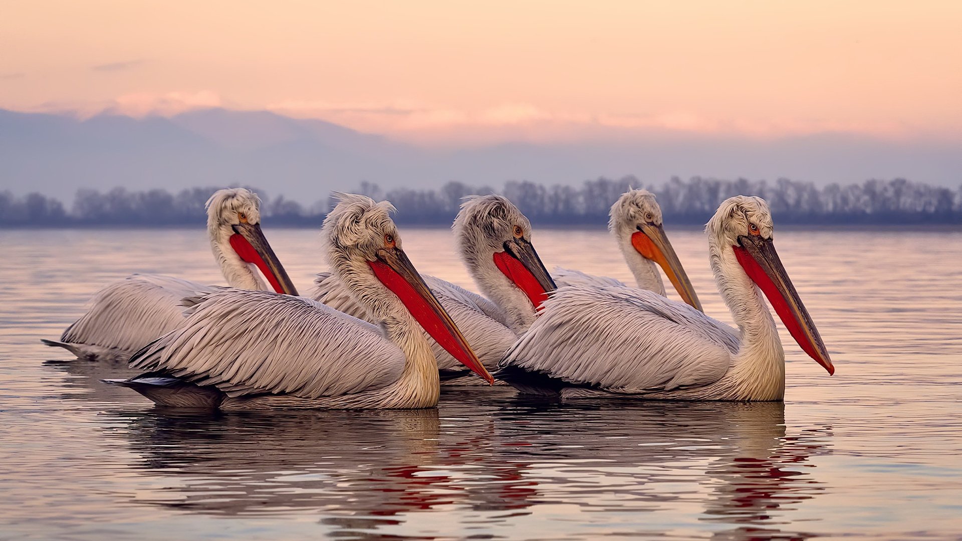 开云官方网页登录-职业体育俱乐部财务监管机制进一步完善，职业体育俱乐部运行机制