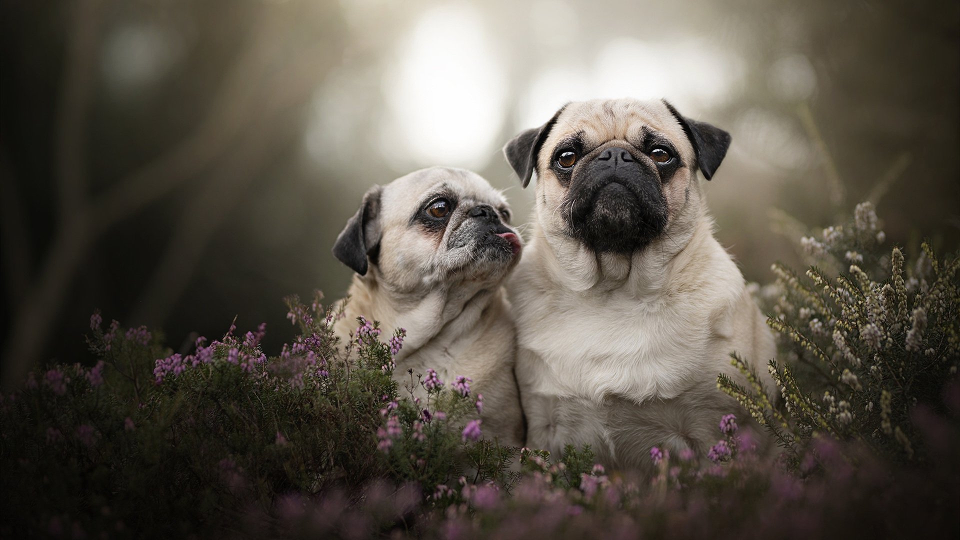 开云·体育官网-法甲青春崛起：新人新战术，新高潮！