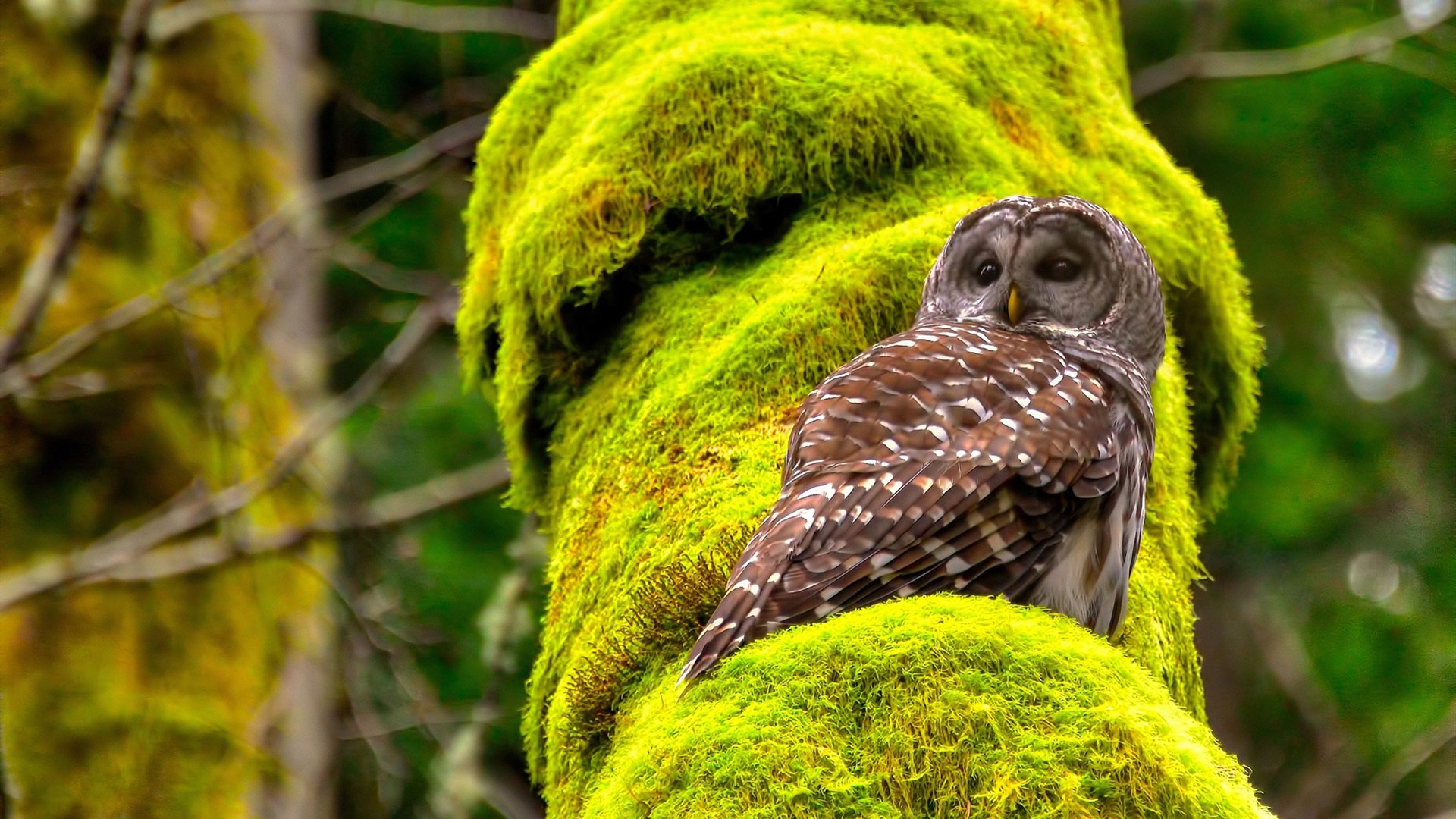 kaiyun中国官方网站-西甲最令人兴奋的单场比赛：激情四溢，西甲sporting