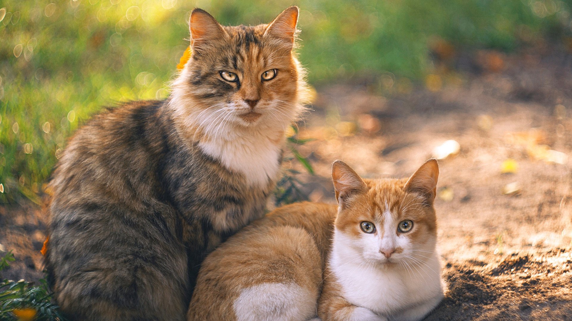 开云体育官方网入口-高校篮球重视运动损伤预防提高运动员保护意识，预防篮球运动损伤的意义
